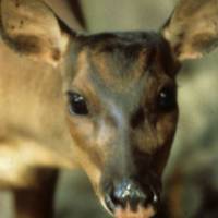 Red brocket deer (Mazama americana).